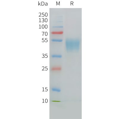 sp-PME C100028 CD24 Fig.1 SDS PAGE 1