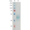 sp-PME M100079 CD24 Fig.1 SDS PAGE 1