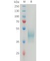 sp-PME M100079 CD24 Fig.1 SDS PAGE 1