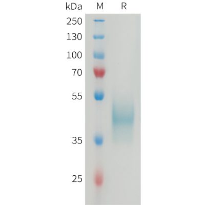 sp-PME M100079 CD24 Fig.1 SDS PAGE 1