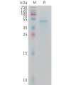 sp-PME M100110 IL23A Fig.1 SDS PAGE 1