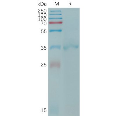 sp-PME101206 CLDN6 Fig.1 SDS PAGE 1