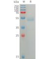 sp-PME101226 ANGPTL7 Fig.1 SDS PAGE 1