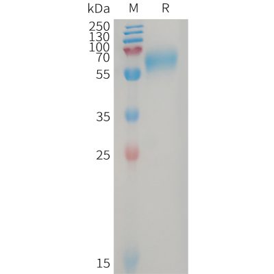 sp-PME101228 GPR56 Fig.1 SDS PAGE 1