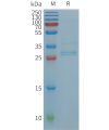 sp-PME101236 CCL19 Fig.1 SDS PAGE 1