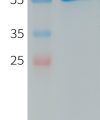 PME101246 human CXADR hFc recombinant protein