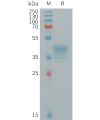 sp-PME101261 MRGPRX2 Fig.1 SDS PAGE 1