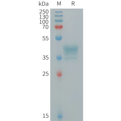 sp-PME101261 MRGPRX2 Fig.1 SDS PAGE 1