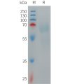 sp-PME101266 IL12AIL12B Fig.1 SDS PAGE 1