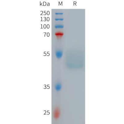 sp-PME101267 GIPR Fig.1 SDS PAGE 1