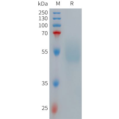 sp-PME101269 GLP1R Fig.1 SDS PAGE 1