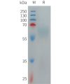 sp-PME101270 TMEM219 Fig.1 SDS PAGE 1