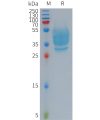 sp-PME101273 GPR20 Fig.1 SDS PAGE 1