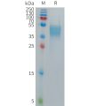 sp-PME101277 GPR75 Fig.1 SDS PAGE 1