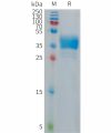 sp-PME101282 CHRM2 Fig.1 SDS PAGE 1