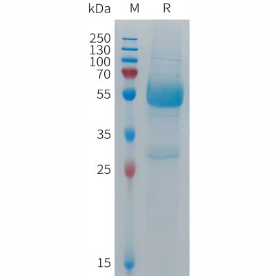 sp-PME101283 CD300LF Fig.1 SDS PAGE 1