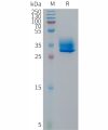 sp-PME101302 GPR81 Fig.1 SDS PAGE 1