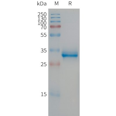 sp-PME101305 CGRP Fig.1 SDS PAGE 1