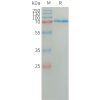 sp-PME101317 SEMA7A Fig.1 SDS PAGE 1