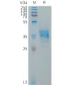 sp-PME101323 GPR65 Fig.1 SDS PAGE 1