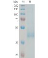 sp-PME101336 KIR3DL3 Fig.1 SDS PAGE 1