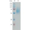 sp-PME101337 FGFR2 Fig.1 SDS PAGE 1