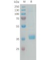 sp-PME101340 MFAP4 Fig.1 SDS PAGE 1