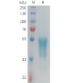 sp-PME101353 GPR132 Fig.1 SDS PAGE 1