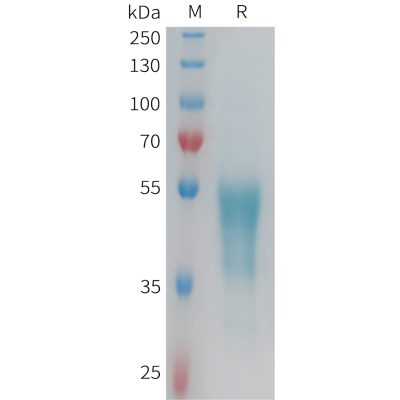 sp-PME101353 GPR132 Fig.1 SDS PAGE 1