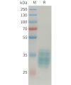 sp-PME101355 APLN Fig.1 SDS PAGE 1