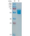 sp-PME101364 APO 1 Fig.1 SDS PAGE 1