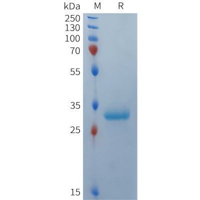 sp-PME101367 BCMA Fig.1 SDS PAGE 1