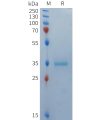 sp-PME101368 BCMA Fig.1 SDS PAGE 1