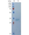 sp-PME101369 BCMA Fig.1 SDS PAGE 1