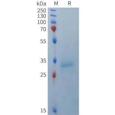 sp-PME101369 BCMA Fig.1 SDS PAGE 1