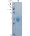 sp-PME101371 BCMA Fig.1 SDS PAGE 1