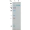 sp-PME101385 CSPG4 Fig.1 SDS PAGE 1
