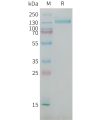 sp-PME101385 CSPG4 Fig.1 SDS PAGE 1