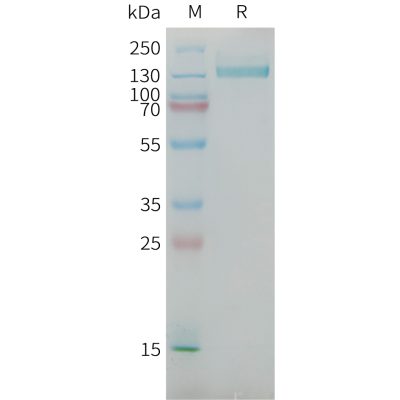 sp-PME101385 CSPG4 Fig.1 SDS PAGE 1