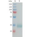 sp-PME101388 PRLR Fig.1 SDS PAGE 1