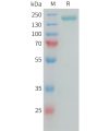 sp-PME101389 CSPG4 Fig.1 SDS PAGE 1