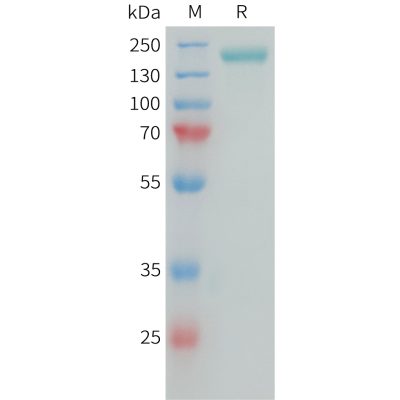 sp-PME101389 CSPG4 Fig.1 SDS PAGE 1