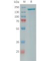 sp-PME101397 PLA2R1 Fig.1 SDS PAGE 1 1