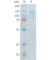 sp-PME101399 PLA2R1 Fig.1 SDS PAGE 1