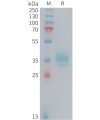 sp-PME101410 OR2H1 Fig.1 SDS PAGE 1