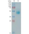 sp-PME101411 HER3 Fig.1 SDS PAGE 1