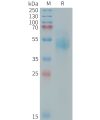 sp-PME101412 HER3 Fig.1 SDS PAGE 1