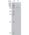 sp-PME101416 ADIPOQ Fig.1 SDS PAGE 1