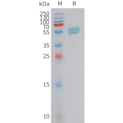 sp-PME101420 IFNA2 Fig.1 SDS PAGE 1