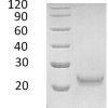 sp-PME30055 CC87 P05000 SDS PAGE 0